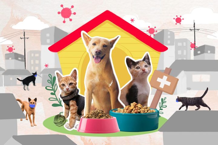 Trạm Cứu Trợ Chó Mèo: Nơi Gieo Mầm Yêu Thương và Kiến Tạo Cuộc Sống