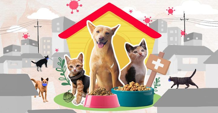Trạm Cứu Trợ Chó Mèo: Nơi Gieo Mầm Yêu Thương và Kiến Tạo Cuộc Sống