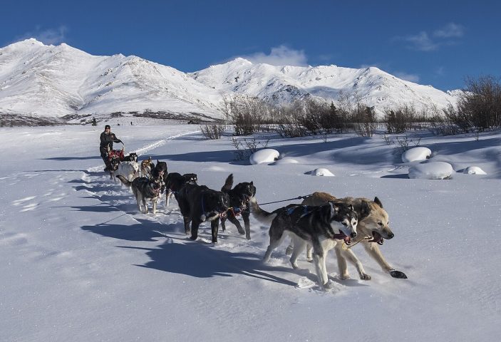 Chó Kéo Xe Trượt Tuyết: Cuộc Đua Iditarod và Giống Chó Tuyệt Vời