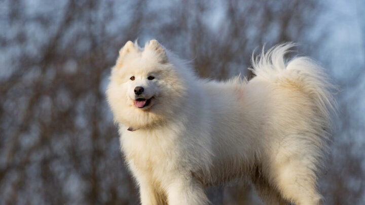 Chó Samoyed Giá Bao Nhiêu? Bảng Giá Chi Tiết & Yếu Tố Ảnh Hưởng