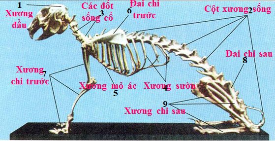 Cấu tạo cơ thể chó: Khám phá toàn diện từ hệ thống cơ bản đến chức năng