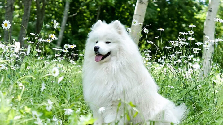 Chó Samoyed Giá Bao Nhiêu? Bảng Giá Chi Tiết & Yếu Tố Ảnh Hưởng