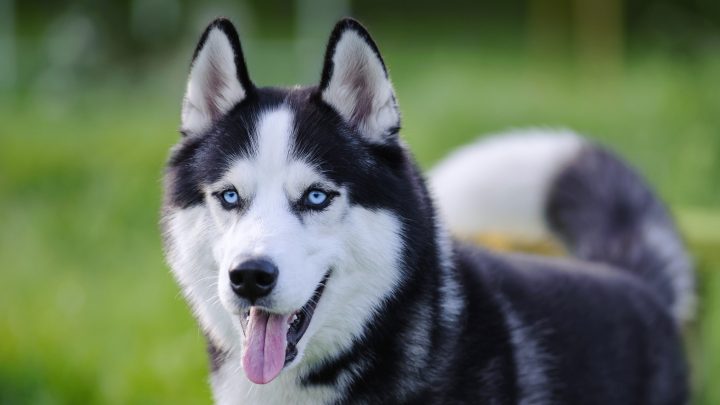 Chó Husky Giá Bao Nhiêu? Bảng Giá Cập Nhật & Yếu Tố Ảnh Hưởng
