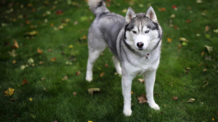 Chó Husky Giá Bao Nhiêu? Bảng Giá Cập Nhật & Yếu Tố Ảnh Hưởng