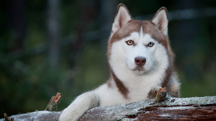 Chó Husky Giá Bao Nhiêu? Bảng Giá Cập Nhật & Yếu Tố Ảnh Hưởng