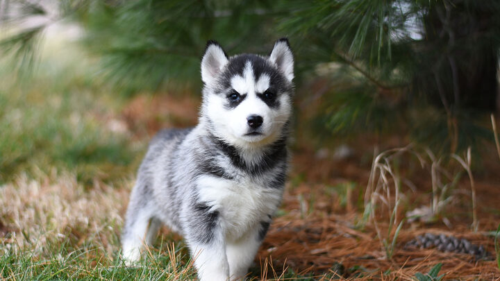 Chó Husky Giá Bao Nhiêu? Bảng Giá Cập Nhật & Yếu Tố Ảnh Hưởng