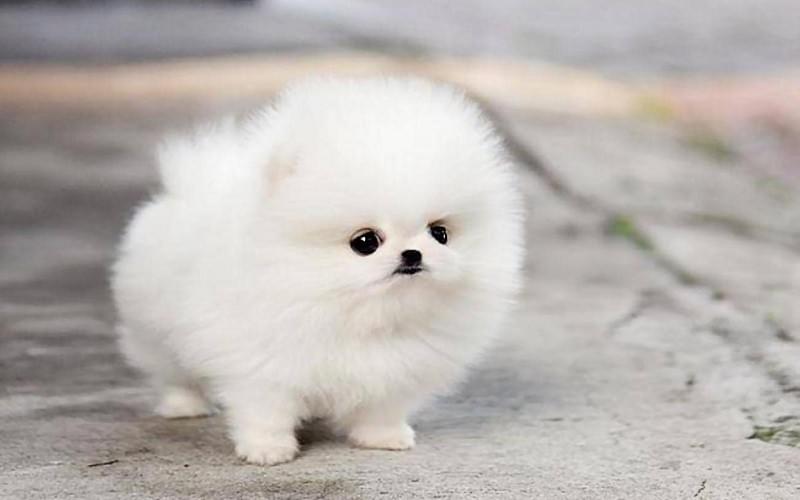 Giống Chó Nhỏ Lông Trắng Phổ Biến Nhất: Hướng Dẫn Chi Tiết