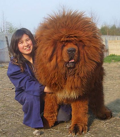 Các Giống Chó Khổng Lồ Lông Xù: Vẻ Đẹp Oai Phong và Trái Tim Ấm Áp