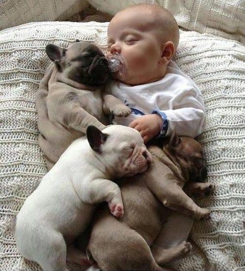 Tình Cảm Giữa Chó Và Người: Kết Nối Bất Diệt Từ Ngàn Đời