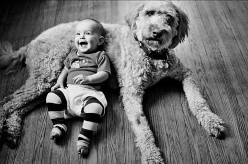 Tình Cảm Giữa Chó Và Người: Kết Nối Bất Diệt Từ Ngàn Đời