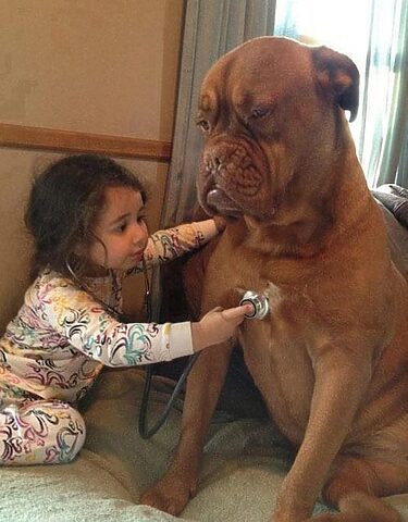 Tình Cảm Giữa Chó Và Người: Kết Nối Bất Diệt Từ Ngàn Đời