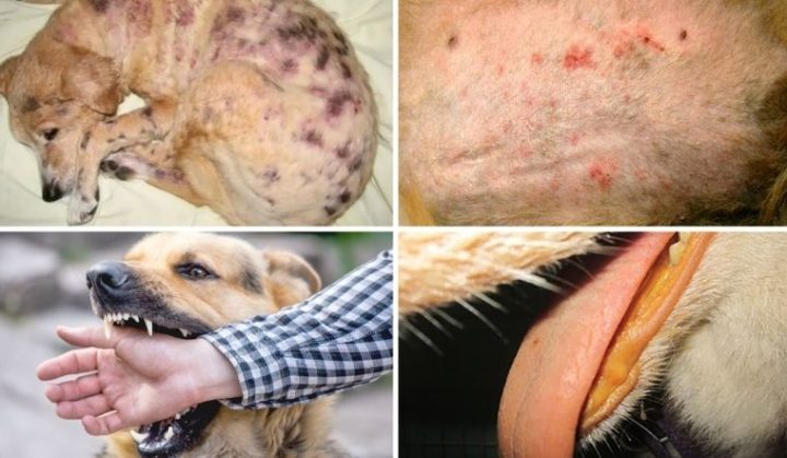 Các Loại Bệnh Ở Chó Phổ Biến và Cách Chăm Sóc Đúng Chuẩn
