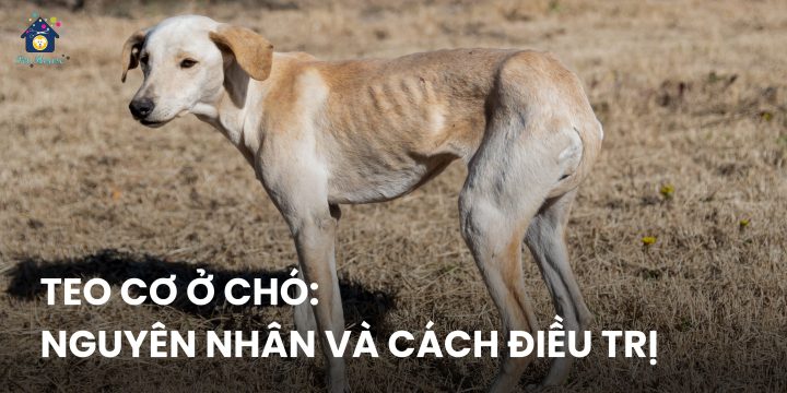 Chó Bị Teo Chân Sau: Nguyên Nhân, Triệu Chứng & Điều Trị Toàn Diện