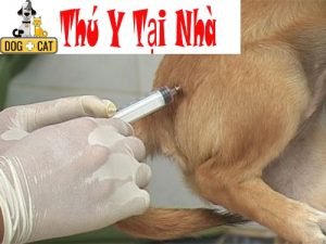 Bác sĩ thú y đang tiêm phòng cho một chú chó tại nhà, giúp thú cưng cảm thấy thoải mái hơn