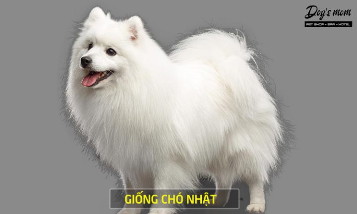 Hình ảnh chó Nhật: Khám phá vẻ đẹp độc đáo của các giống chó xứ Phù Tang