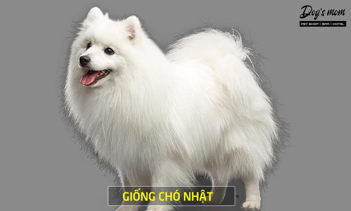 các giống chó lông xù ở Việt Nam phổ biến nhất