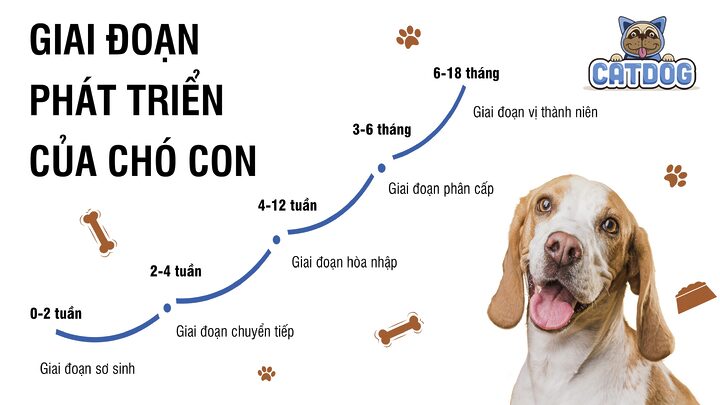 Các giai đoạn phát triển của chó con sơ sinh bú mẹ Các giai đoạn phát triển của chó con sơ sinh bú mẹ