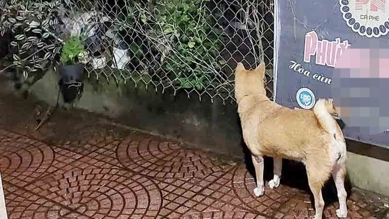 Cháu Bé Bị Chó Cắn: Nguy Hiểm & Hướng Dẫn Xử Lý Khẩn Cấp