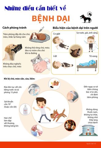 Chó mèo cào có bị dại không: Giải đáp chi tiết nguy cơ và phòng tránh