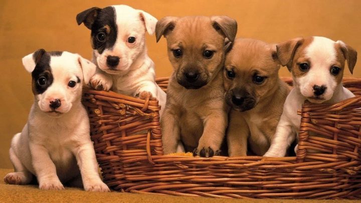 Chọn Giống Chó Phù Hợp: Hướng Dẫn Toàn Diện Từ A Đến Z