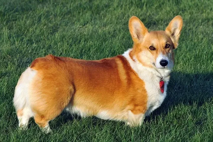 Hình ảnh một chú chó Corgi đang chơi đùa trong khuôn viên sạch sẽ, minh họa môi trường sống lý tưởng