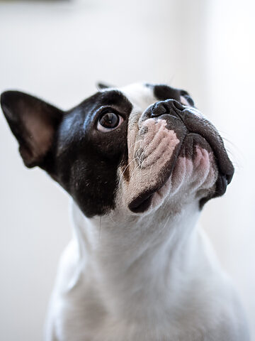 hình ảnh chó Pug mặt xệ đáng yêu dưới ánh nắng chiều vàng ươm