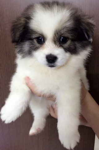 Chó Dễ Thương Giá Rẻ: Bí Quyết Tìm Bạn Bốn Chân Đáng Yêu Và Phù Hợp - image 1