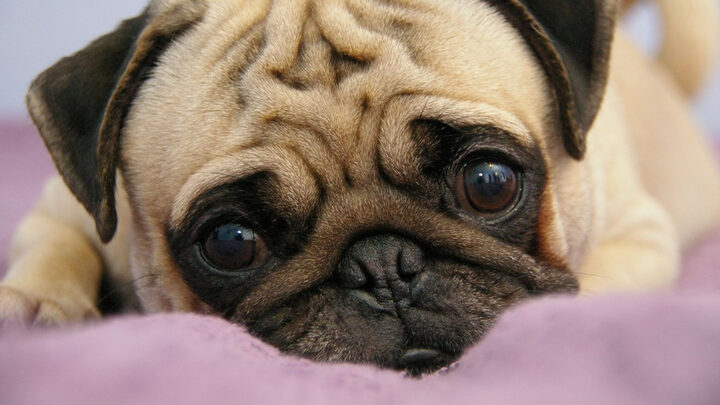 hình ảnh chó Pug mặt xệ chất lượng cao đang ngủ say trên đệm êm ái