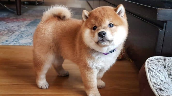 Cách Tính Tuổi Chó Mèo Chuẩn Xác Theo Khoa Học