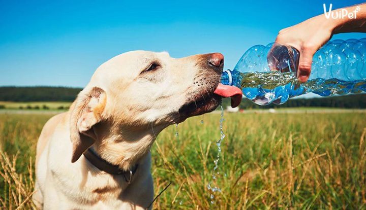 Chó uống nước sạch để bù nước khi có dấu hiệu ăn không tiêu