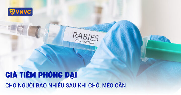 Quy trình tiêm phòng dại, nhấn mạnh sự an toàn cho cộng đồng khi chó được tiêm phòng.