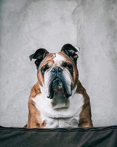 hình ảnh chó Pug mặt xệ với vẻ mặt cau có đặc trưng, rất hài hước