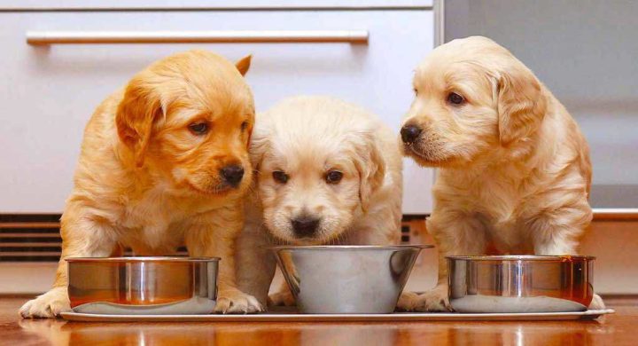 Chó con với khẩu phần ăn phù hợp, giúp phòng ngừa dấu hiệu chó ăn không tiêu