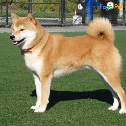 Cách Huấn Luyện Chó Shiba Hiệu Quả Từ A-Z Cho Người Mới