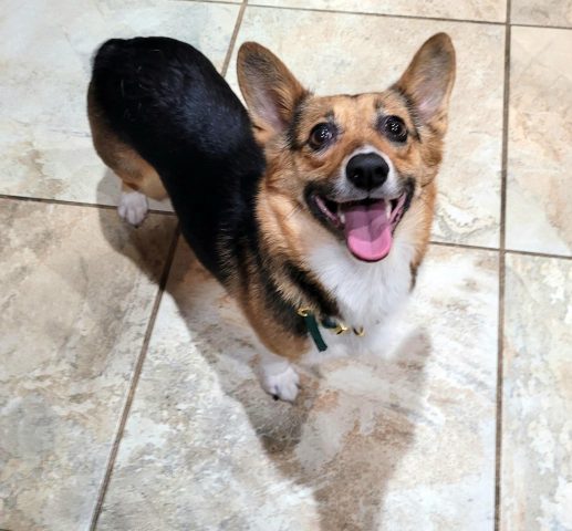 Giá Chó Pembroke Welsh Corgi: Hướng Dẫn Mua Bán Chi Tiết