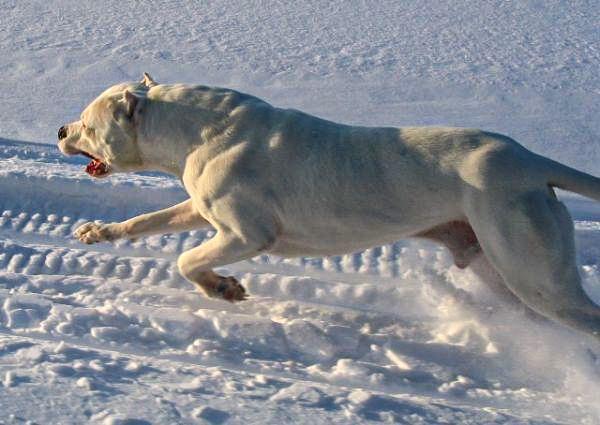 Chó Dogo Argentino Thuần Chủng: Nhận Diện, Đặc Điểm & Chăm Sóc