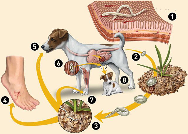 Nhiễm Giun Đũa Chó Mèo: Nguyên Nhân, Triệu Chứng và Phòng Ngừa Hiệu Quả