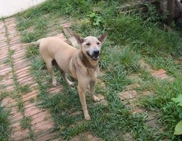 Biểu hiện khó chịu của chó bị sa trực tràng do bệnh sa hậu môn