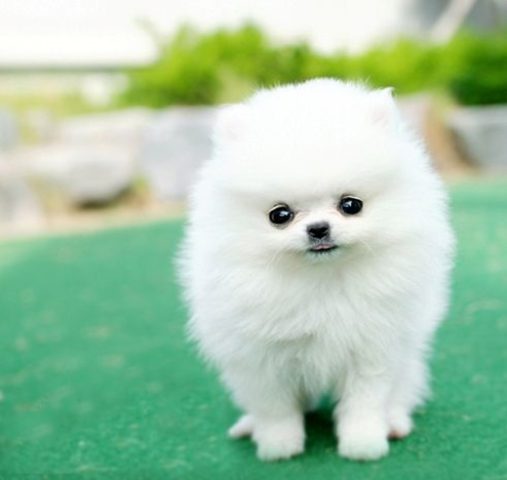 Chó Phốc Sóc Ăn Gì: Chế Độ Dinh Dưỡng Chuẩn Khoa Học Cho Mọi Giai Đoạn