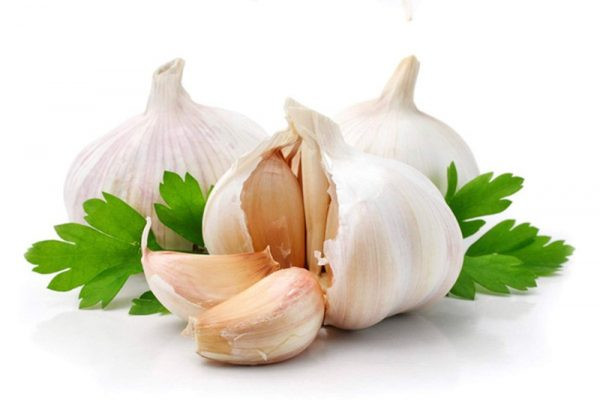Chó Mèo Sợ Mùi Gì? Tổng Hợp Các Mùi Hương Cần Tránh