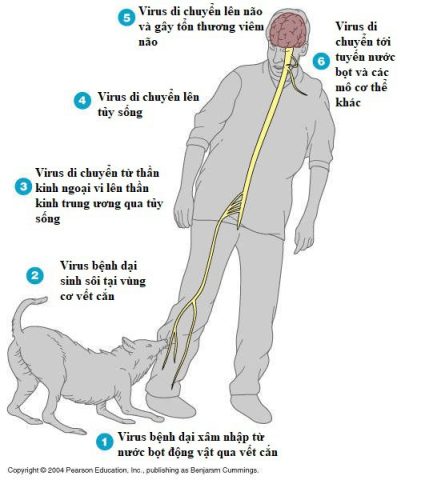 Bị Dại Vì Chó Cắn: Nguy Cơ, Triệu Chứng Và Cách Phòng Tránh