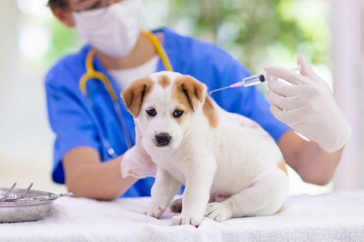 Tiêm Dại Cho Chó Ở Đâu? Cẩm Nang Toàn Diện Về Tiêm Phòng Dại