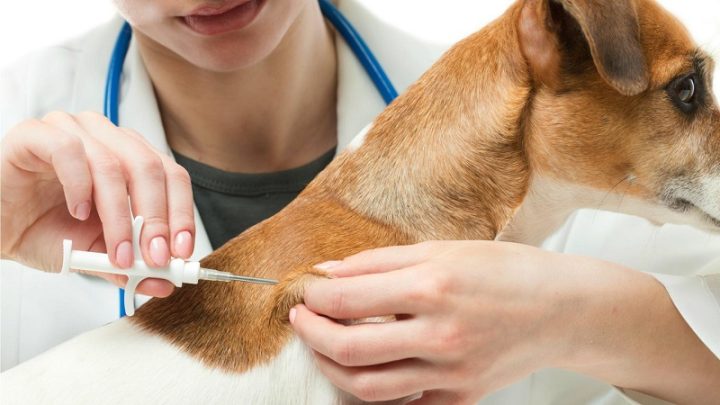 Tiêm Dại Cho Chó Ở Đâu? Cẩm Nang Toàn Diện Về Tiêm Phòng Dại