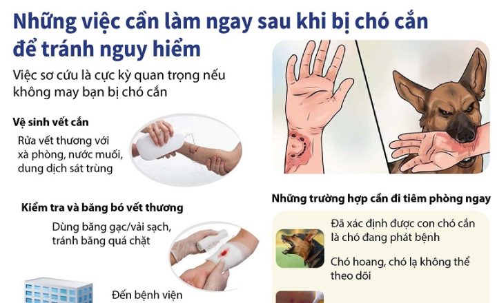 Chó Cắn Có Nên Tiêm Phòng Dại: Hướng Dẫn Toàn Diện Từ A-Z