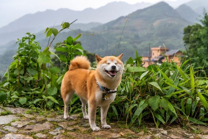 Chó Sống Lâu Nhất Thế Giới: Các Giống Chó Tuổi Thọ Cao