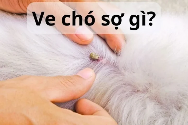 Chai Xịt Trị Ve Chó Hiệu Quả Nhất: Hướng Dẫn Toàn Diện