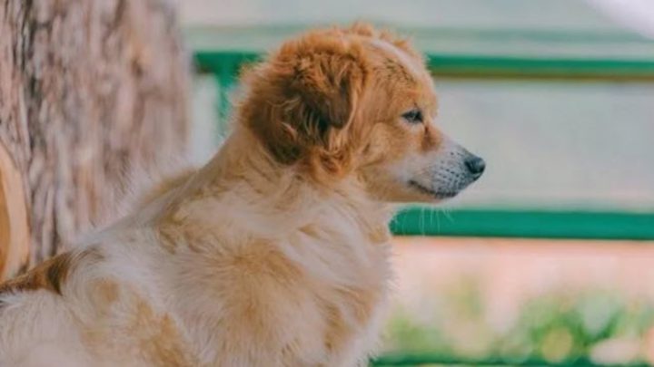 Mơ Thấy Con Chó Vàng: Giải Mã Điềm Báo & Ý Nghĩa Chi Tiết