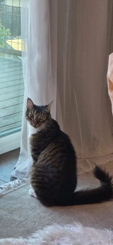 Tuyển Nhân Viên Chăm Sóc Chó Mèo: Cơ Hội Phát Triển Cùng Mochi Cat