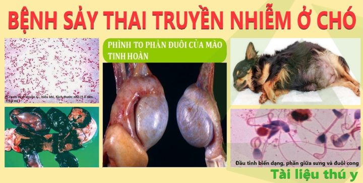 Bệnh Sảy Thai Truyền Nhiễm ở Chó: Cẩm Nang Toàn Diện