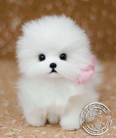 Những Chú Chó Đáng Yêu Nhất Thế Giới: Khám Phá Top Breed